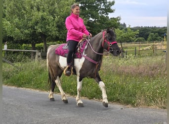 Pintos, Mare, 13 years, 13,1 hh, Pinto