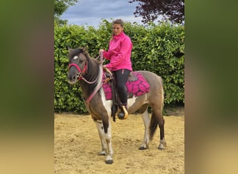 Pintos, Mare, 13 years, 13,1 hh, Pinto