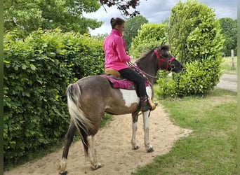 Pintos, Mare, 13 years, 13,1 hh, Pinto