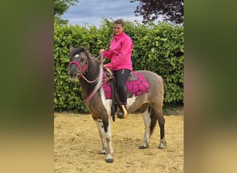 Pintos, Mare, 13 years, 13,1 hh, Pinto