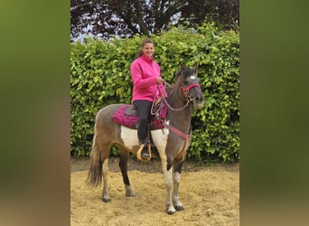 Pintos, Mare, 13 years, 13,1 hh, Pinto