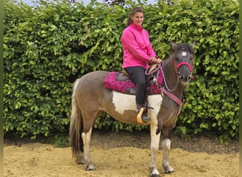 Pintos, Mare, 13 years, 13,1 hh, Pinto