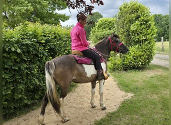 Pintos, Mare, 13 years, 13,1 hh, Pinto