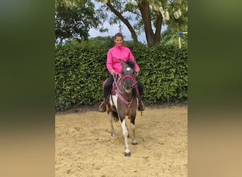 Pintos, Mare, 13 years, 13,1 hh, Pinto