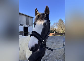 Pintos, Mare, 13 years, 15.2 hh, Pinto