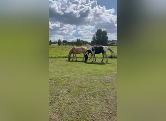 Pintos, Mare, 13 years, 15,2 hh