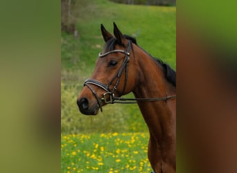 Pintos Mix, Mare, 14 years, 15.2 hh, Brown