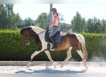 Pintos, Mare, 14 years, 15,2 hh, Pinto