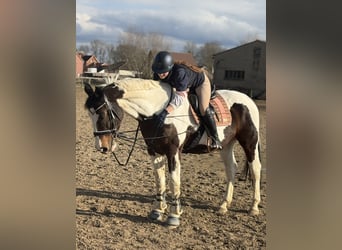 Pintos, Mare, 14 years, 16,1 hh, Pinto