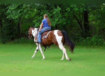 Pintos, Mare, 14 years, Pinto