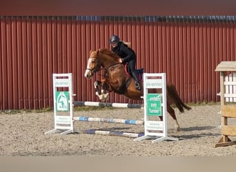 Pintos, Mare, 15 years, 15.3 hh, Chestnut-Red