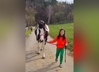 Pintos, Mare, 15 years, 16 hh