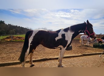 Pintos, Mare, 15 years, 16 hh