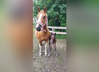 Pintos, Mare, 16 years, 14.1 hh, Pinto