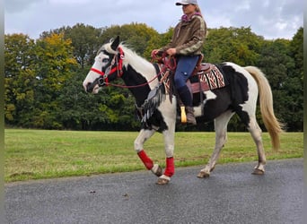 Pintos, Stute, 16 Jahre, 14,2 hh, Schecke