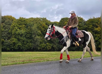 Pintos, Stute, 16 Jahre, 14,2 hh, Schecke