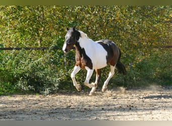 Pintos, Mare, 16 years, 16 hh, Pinto