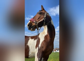 Pintos, Mare, 19 years, 15.1 hh, Pinto