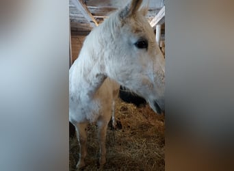 Pintos Mix, Mare, 19 years, 15 hh, Pinto