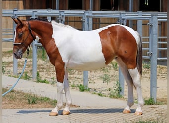 Pintos Mix, Mare, 1 year, 12.3 hh, Pinto