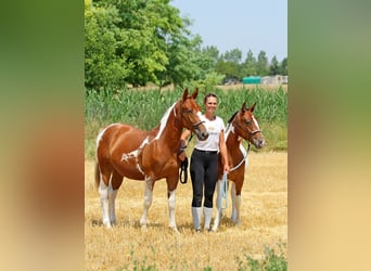 Pintos Mix, Mare, 1 year, 12.3 hh, Pinto