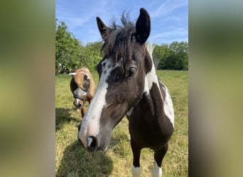 Pintos Mix, Mare, 1 year, 13.3 hh, Pinto