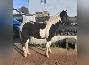 Pintos, Mare, 1 year, 14,3 hh, Pinto