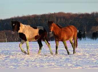 Pintos Mix, Mare, 1 year, 14,3 hh