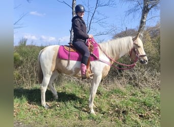 Pintos, Mare, 1 year, 15.1 hh, Pinto