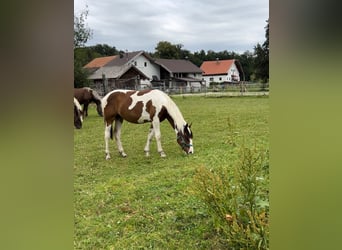 Pintos Mix, Stute, 1 Jahr, 15,2 hh, Schecke