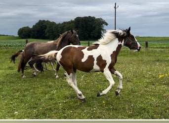 Pintos Mix, Stute, 1 Jahr, 15,2 hh, Schecke