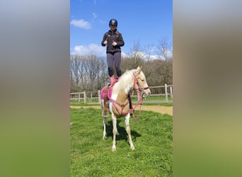 Pintos, Mare, 1 year, 15,1 hh, Pinto