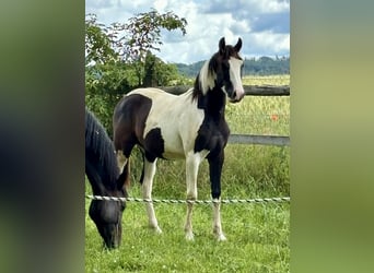 Pintos, Stute, 1 Jahr, 16,1 hh, Schecke