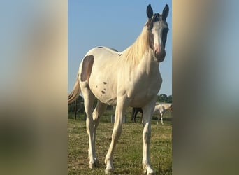 Pintos, Mare, 1 year, 16 hh, Pinto