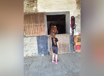 Pintos, Mare, 1 year, 16 hh, Tobiano-all-colors