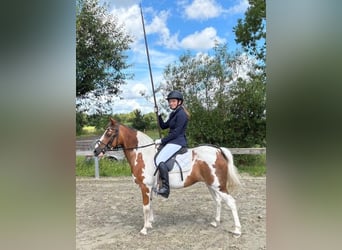 Pintos, Mare, 20 years, 12.2 hh, Pinto