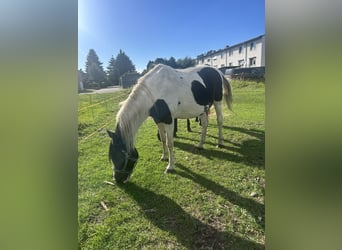 Pintos, Mare, 20 years, 14,2 hh, Pinto