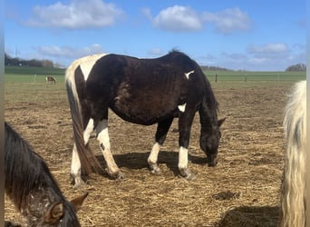 Pintos Mix, Mare, 20 years, 15.2 hh, Pinto