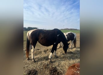 Pintos Mix, Mare, 20 years, 15.2 hh, Pinto