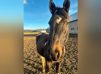 Pintos Mix, Mare, 20 years, Pinto