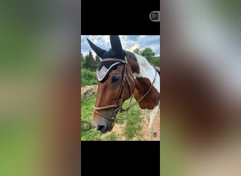 Pintos, Stute, 23 Jahre, 15,2 hh, Schecke