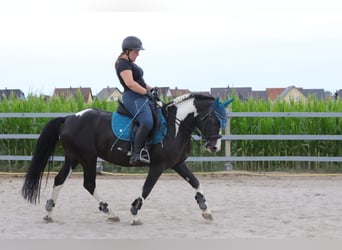 Pintos Mix, Mare, 2 years, 13.3 hh, Pinto