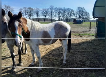 Pintos, Mare, 2 years, 13.3 hh, Pinto
