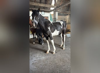 Pintos, Mare, 2 years, 14.1 hh, Tobiano-all-colors