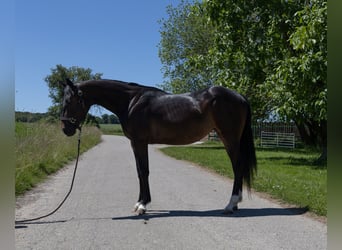 Pintos, Mare, 2 years, 14,1 hh, Black