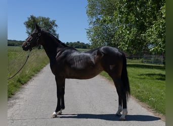 Pintos, Mare, 2 years, 14,1 hh, Black