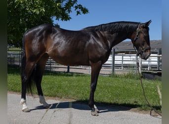 Pintos, Mare, 2 years, 14,1 hh, Black