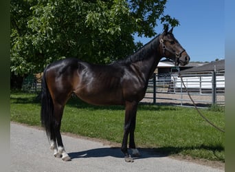 Pintos, Mare, 2 years, 14,1 hh, Black