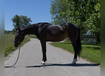 Pintos, Mare, 2 years, 14,1 hh, Black