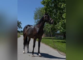 Pintos, Mare, 2 years, 14,1 hh, Black
